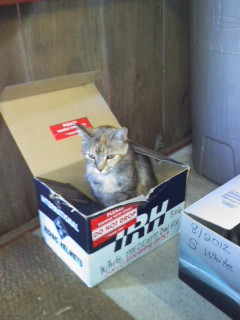 cat in box
